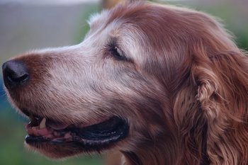 A senior aged dog with pet insurance enjoys the sunshine.